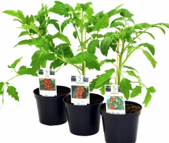 Tomatplantor Sortmix
