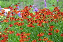 Trädgårdssolbrud 'Moderheim Beauty'