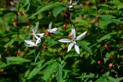 Trebladspira 'Gillenia'