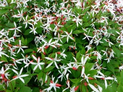 Trebladspira 'Gillenia'