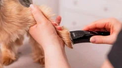 Trimmer Wahl Fileda Sladdlös
