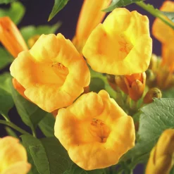 Trumpetranka 'Flava'