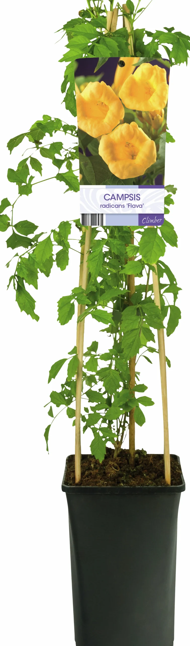 Trumpetranka 'Flava'