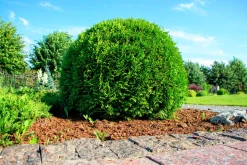 Tuja 'Little Giant'