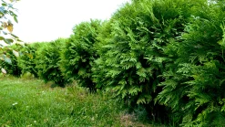 Tuja 'Little Giant'