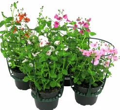 Tvillingsporre lat. Diascia barberae