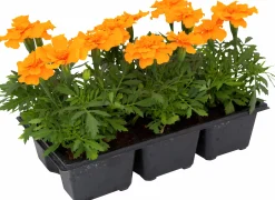 Utplanteringsväxter lat. Ageratum houstonianum Mix 6-p