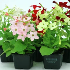 Utplanteringsväxter lat. Ageratum houstonianum Mix 6-p