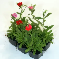 Utplanteringsväxter lat. Ageratum houstonianum Mix 6-p
