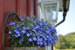 Utplanteringsväxter lat. Ageratum houstonianum Mix 6-p