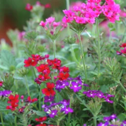 Utplanteringsväxter lat. Ageratum houstonianum Mix 6-p