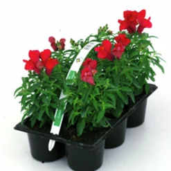 Utplanteringsväxter lat. Ageratum houstonianum Mix 6-p