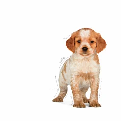 Valpfoder Royal Canin Medium Puppy 10kg