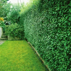 Vanlig Liguster 40-60cm Barrotad