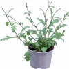 Verbena lat. Verbena bonariensis 'Bampton'