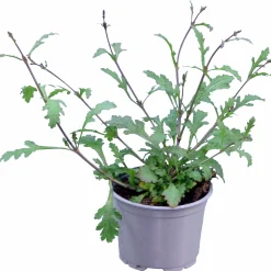 Verbena lat. Verbena bonariensis 'Bampton'