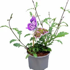 Verbena lat. Verbena bonariensis 'Bampton'