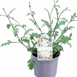 Verbena lat. Verbena bonariensis 'Bampton'