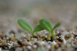 Vermiculite Jordförbättring Nelson Garden 3L