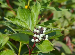 Videkornell 'Farba' Certifierad Krukodlad