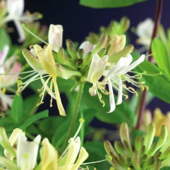 Vildkaprifol 'Belgica Select'