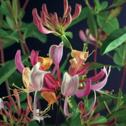 Vildkaprifol 'Serotina'