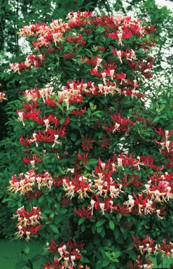 Vildkaprifol 'Serotina'