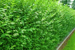 Vintergrön Liguster 'Atrovirens' 20-40cm Krukodlad
