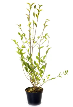 Vintergrön Liguster 'Atrovirens' 40-60cm Krukodlad