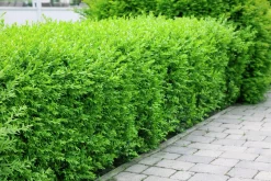 Vintergrön Liguster 'Atrovirens' 40-60cm Krukodlad