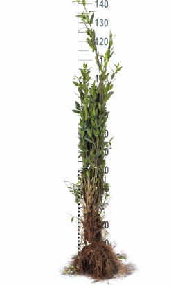 Vintergrön Liguster 'Liga' 30-50cm Barrotad