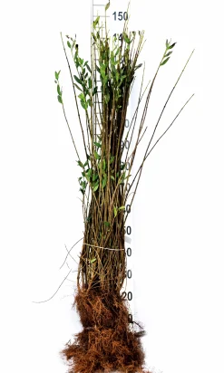 Vintergrön Liguster 'Liga' Goliath 125-150cm Barrotad