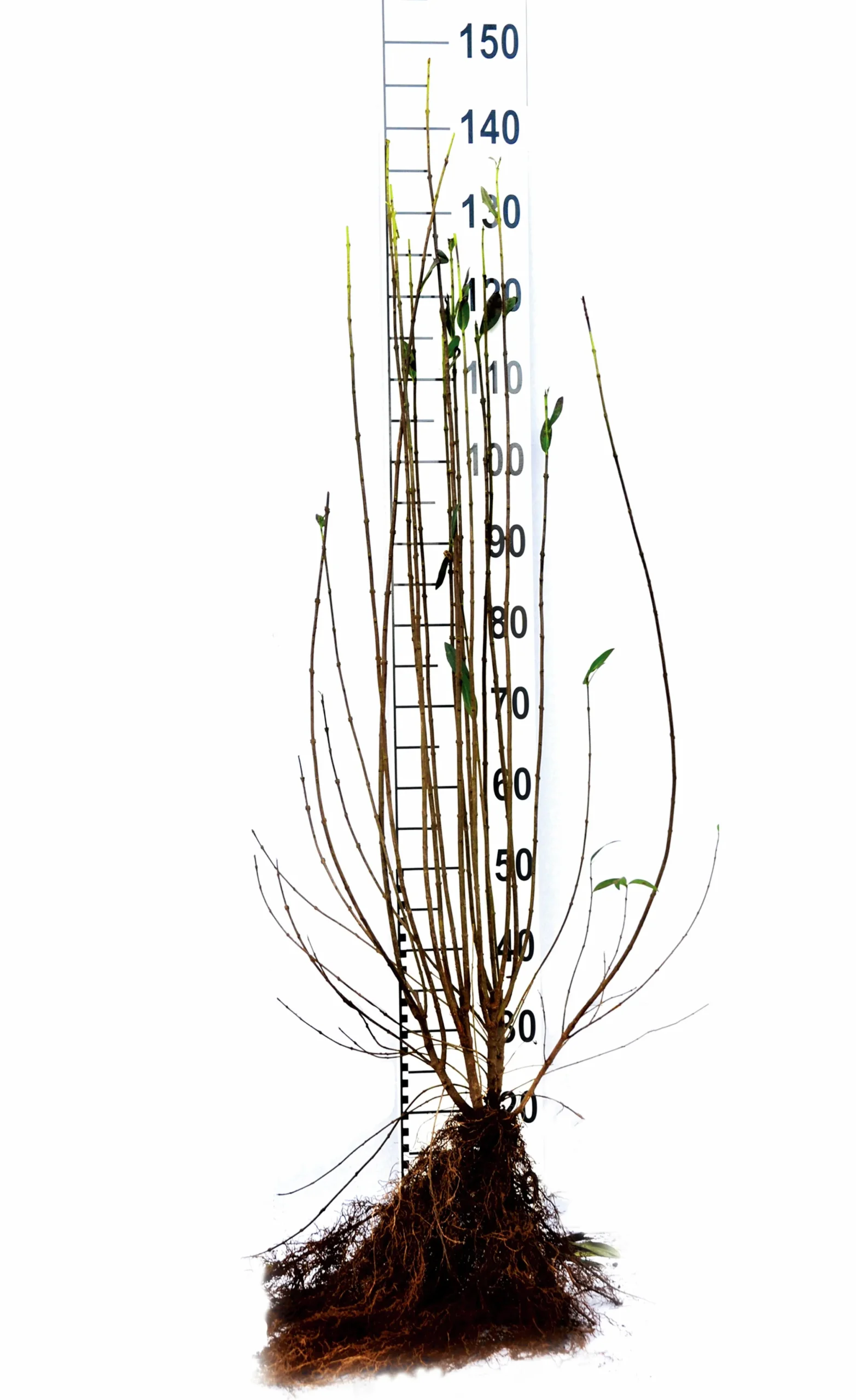 Vintergrön Liguster 'Liga' Goliath 125-150cm Barrotad