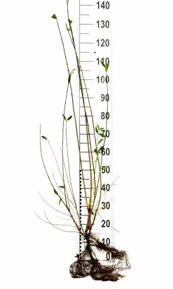 Vintergrön Liguster 'Liga' Goliath 80-120cm Barrotad