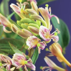 Vintertry 'Copper Beauty'