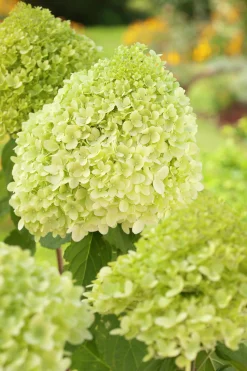Vipphortensia 'Limelight' Krukodlad