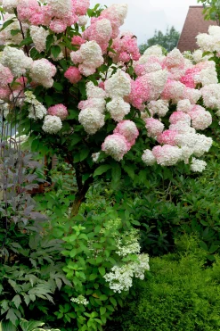 Vipphortensia 'Vanille Fraise' Krukodlad