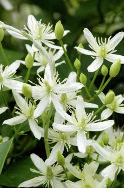 Vippklematis Terniflora