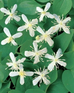 Vippklematis Terniflora