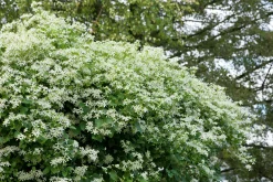 Vippklematis Terniflora