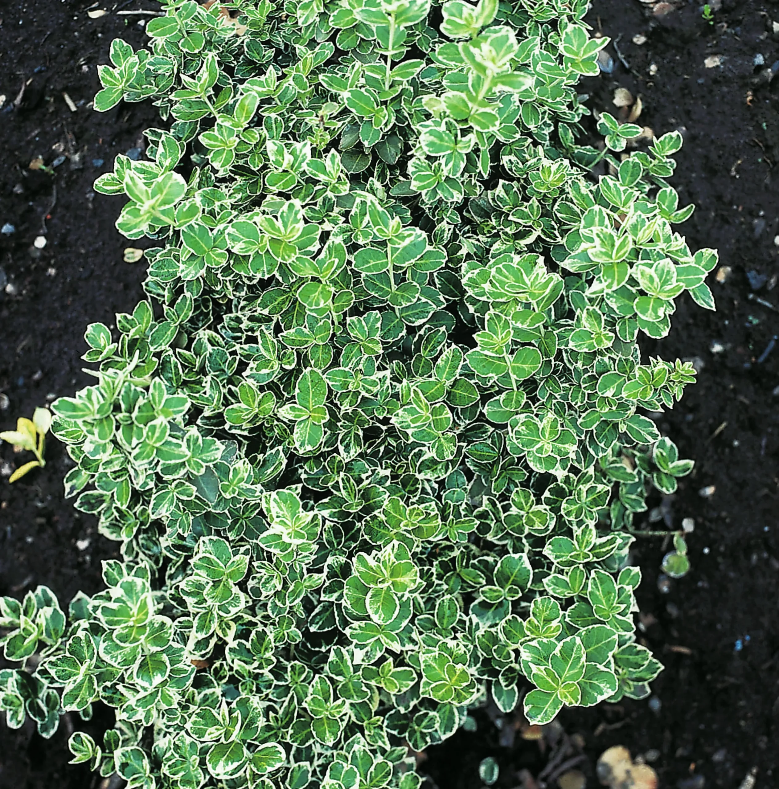Vitbrokig Klätterbenved 'Emerald Gaiety' D:9-11cm Krukodlad