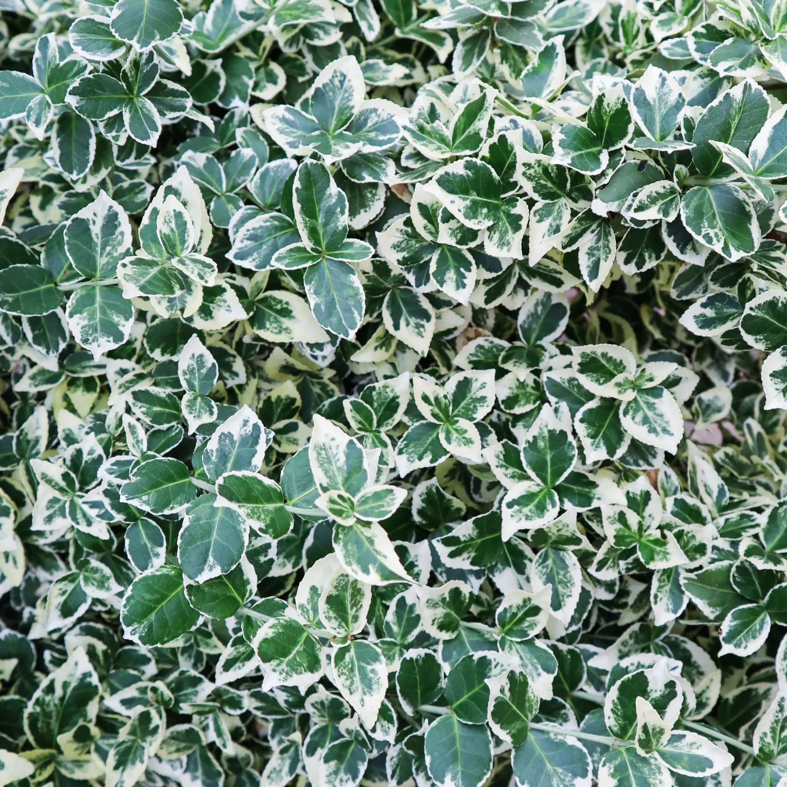 Vitbrokig Klätterbenved 'Emerald Gaiety' D:9-11cm Krukodlad