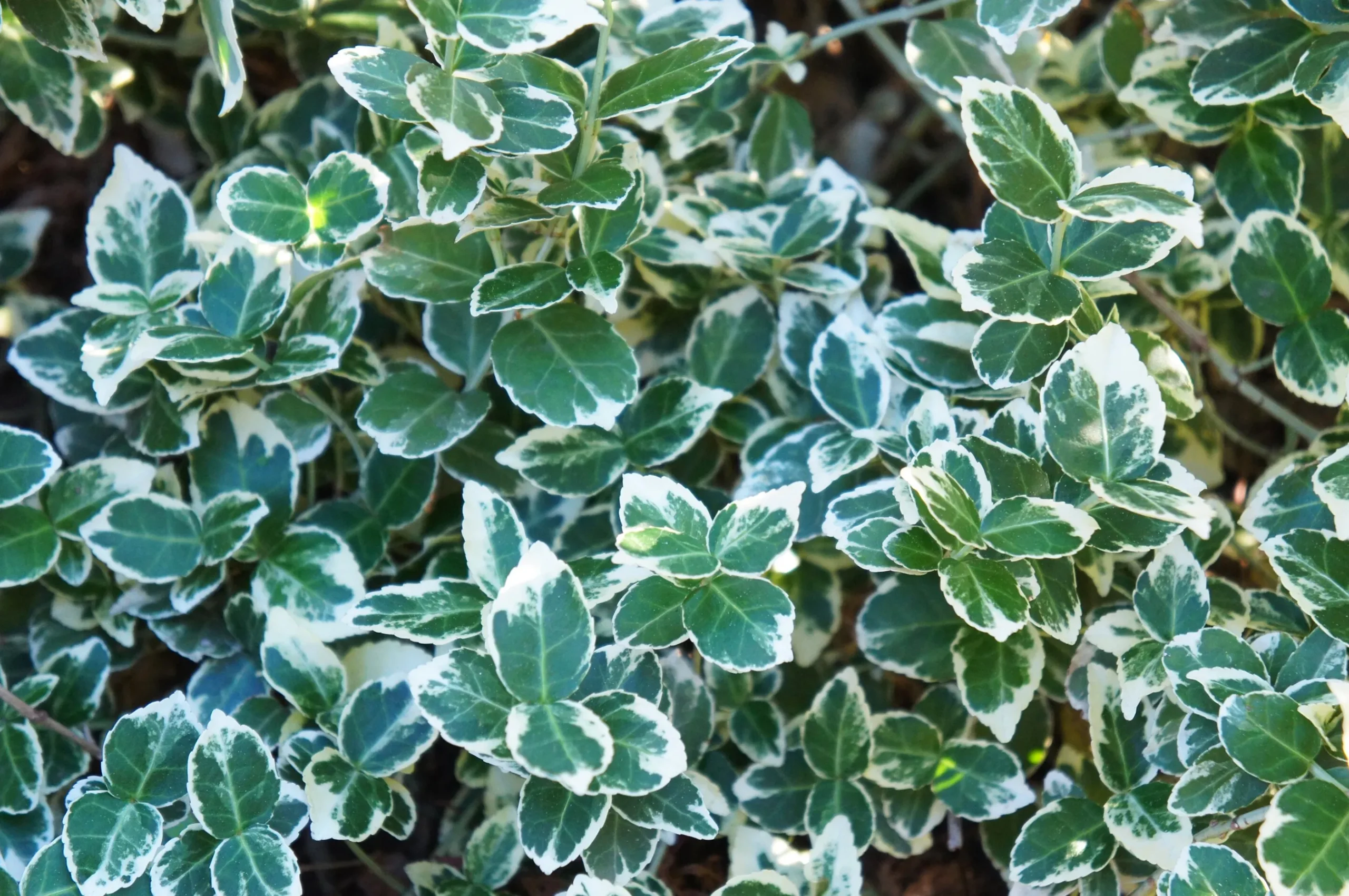 Vitbrokig Klätterbenved 'Emerald Gaiety' D:9-11cm Krukodlad