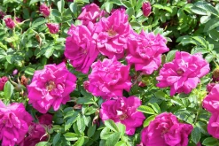 Vresros 'Hansa' Barrotad