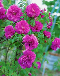 Vresros 'Hansa' Barrotad