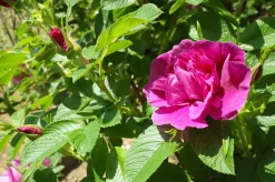 Vresros 'Hansa' Barrotad