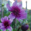 Vårlök Nelson Garden Anemondahlia Hög Bayou Lavendel