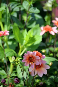Vårlök Nelson Garden Anemondahlia Låg Totally Tangerine