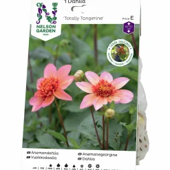 Vårlök Nelson Garden Anemondahlia Låg Totally Tangerine