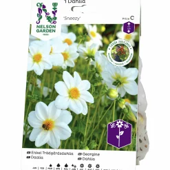 Vårlök Nelson Garden Dahlia Enkel Låg Sneezy Vit